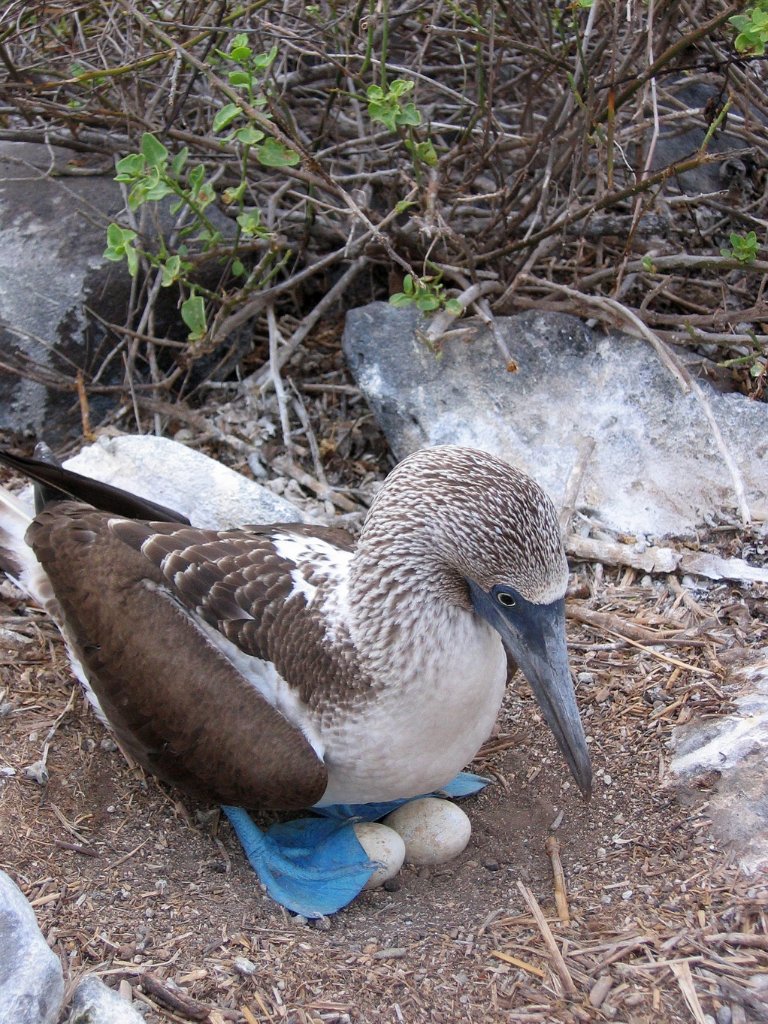 03-Blue-footed Booby.jpg - Blue-footed Booby